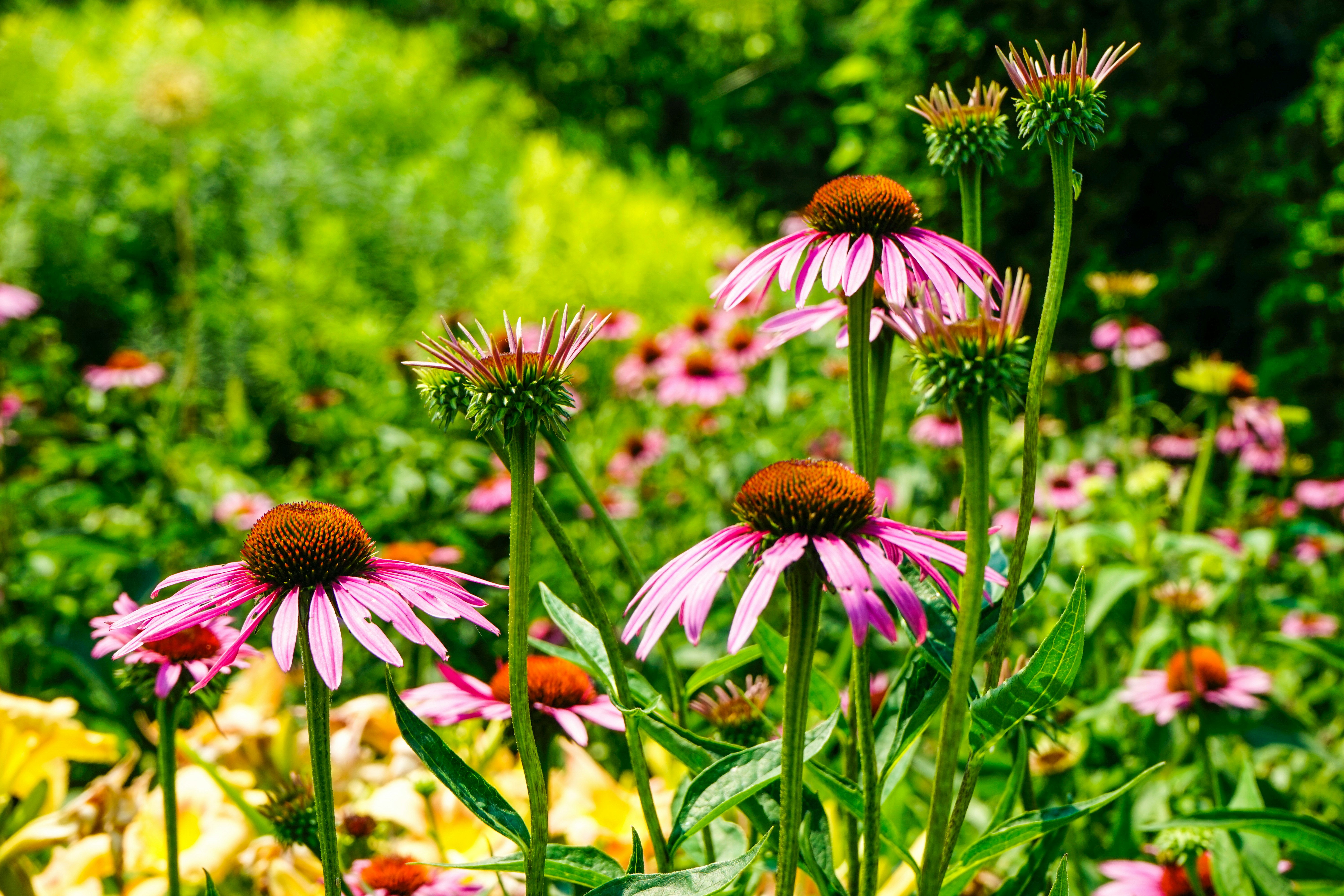 purple flowers in tilt shift lens